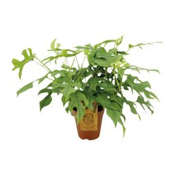 Monstera Minima (8720634284882)