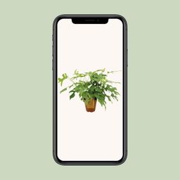 Monstera Minima (8720634284882)