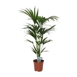 Howea forsteriana - - Ø21 - ↨120cm (8720634287678)