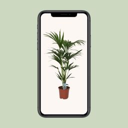 Howea forsteriana - - Ø21 - ↨120cm (8720634287678)
