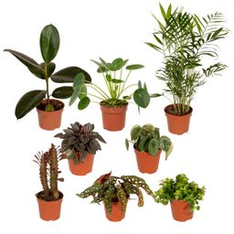 Buitenbeentjesbox - Ø12cm - 8x (8720634287203)