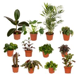 Buitenbeentjesbox - Ø12cm - 12x (8720634287227)