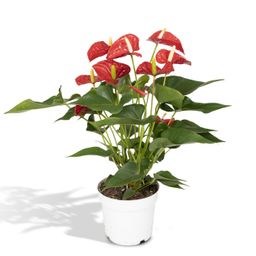 Anthurium Red (8720634285445)