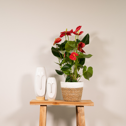 Anthurium Red (8720634285445)