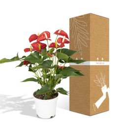 Anthurium Red (8720634285445)