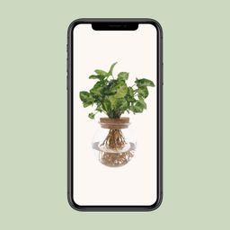 Syngonium Pixie (8720634287548)