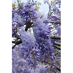 Hoogeveen Wisteria sinensis 'Prolific' - Blauwe regen (8712044842448)