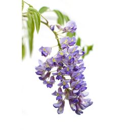 Hoogeveen Wisteria sinensis 'Prolific' - Blauwe regen (8712044842448)