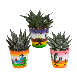 House of cactus Gasteria/Haworthia mix 8,5cm - 3x - in Mexicaanse pot (8720387961368)