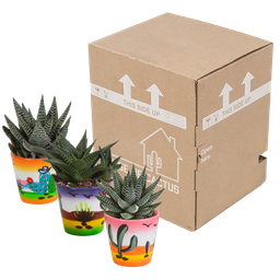 House of cactus Gasteria/Haworthia mix 8,5cm - 3x - in Mexicaanse pot (8720387961368)