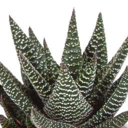 House of cactus Gasteria/Haworthia mix 8,5cm - 3x - in Mexicaanse pot (8720387961368)