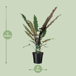 Alocasia Lauterbachiana (8720634289221)