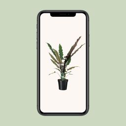 Alocasia Lauterbachiana (8720634289221)