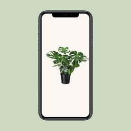 Monstera Deliciosa (8720634284875)