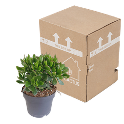 House of cactus Crassula minova 17cm (8720618070319)