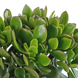 House of cactus Crassula minova 17cm (8720618070319)
