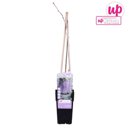 Hoogeveen Wisteria floribunda 'Naga Noda' - Paarse regen (8718531419728)