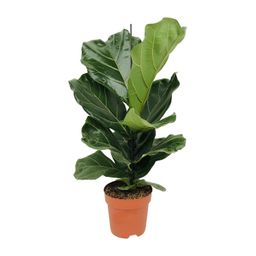 Ficus Lyrata (8720634285391)