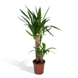 Yucca Elephantipes (8720634285490)