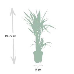 Yucca Elephantipes (8720634285490)