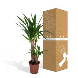 Yucca Elephantipes (8720634285490)