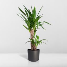 Yucca Elephantipes (8720634285490)