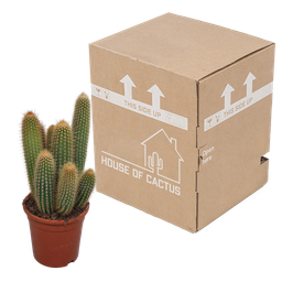House of cactus Vatricania guentheri 17 cm - zonder pot (8720387961771)