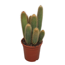 House of cactus Vatricania guentheri 17 cm - zonder pot (8720387961771)