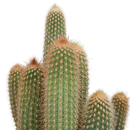 House of cactus Vatricania guentheri 17 cm - zonder pot (8720387961771)