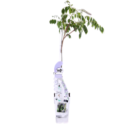 Hoogeveen Wisteria sinensis Caroline - Paarse Regen (8719075297872)
