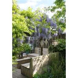 Hoogeveen Wisteria sinensis Caroline - Paarse Regen (8719075297872)