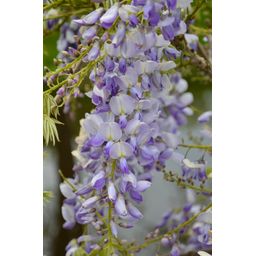 Hoogeveen Wisteria sinensis Caroline - Paarse Regen (8719075297872)