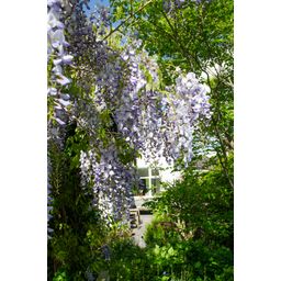 Hoogeveen Wisteria sinensis Caroline - Paarse Regen (8719075297872)