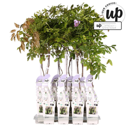 Hoogeveen Wisteria sinensis Caroline - Paarse Regen (8719075297872)