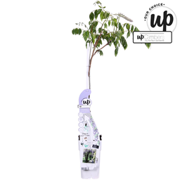 Hoogeveen Wisteria sinensis Caroline - Paarse Regen (8719075297872)