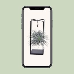Tillandsia Cube Mix 1 stuk (8720634287821)