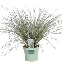 Hoogeveen Lomandra longifolia 'White Sands' (8719474815479)