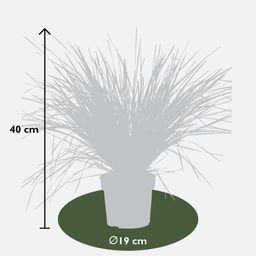 Hoogeveen Lomandra longifolia 'White Sands' (8719474815479)