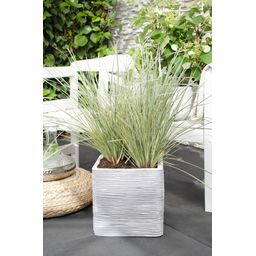 Hoogeveen Lomandra longifolia 'White Sands' (8719474815479)