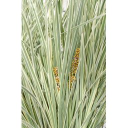 Hoogeveen Lomandra longifolia 'White Sands' (8719474815479)
