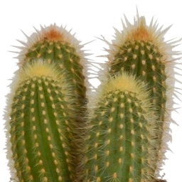 House of cactus Cereus mix 10,5cm - 3x - in witte pot (8720618070203)