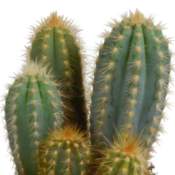 House of cactus Cereus mix 10,5cm - 3x - in witte pot (8720618070203)