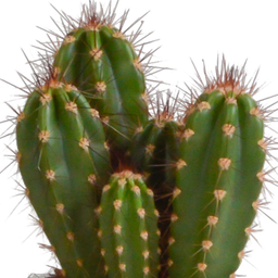 House of cactus Cereus mix 10,5cm - 3x - in witte pot (8720618070203)