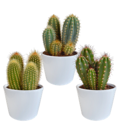 House of cactus Cereus mix 10,5cm - 3x - in witte pot (8720618070203)