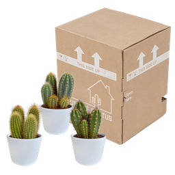 House of cactus Cereus mix 10,5cm - 3x - in witte pot (8720618070203)