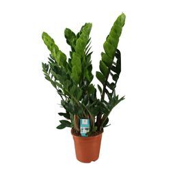 Zamioculcas Zamiifolia (8720634284707)