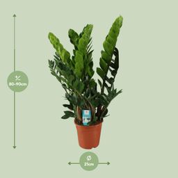 Zamioculcas Zamiifolia (8720634284707)