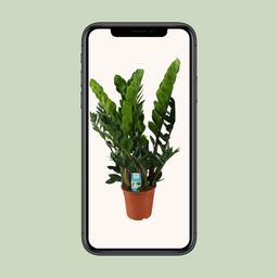 Zamioculcas Zamiifolia (8720634284707)