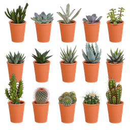House of cactus Cactus en vetplanten mix 5.5 cm | 15 stuks - in terracotta pot (8720387961153)