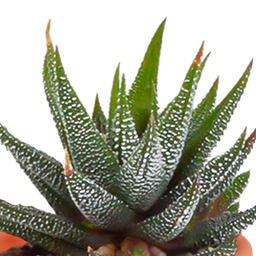 House of cactus Cactus en vetplanten mix 5.5 cm | 15 stuks - in terracotta pot (8720387961153)